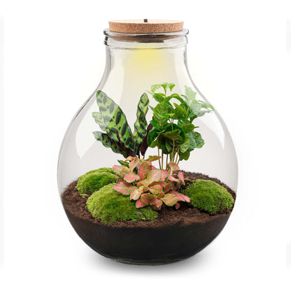 Terrarium-Bastelset – Big Paul Red XL – Flaschengarten – ↑ 40 cm