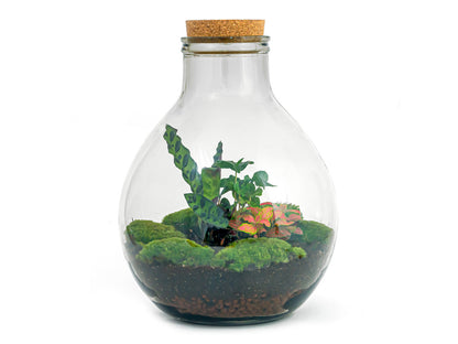 Terrarium-Bastelset – Big Paul Red XL – Flaschengarten – ↑ 40 cm