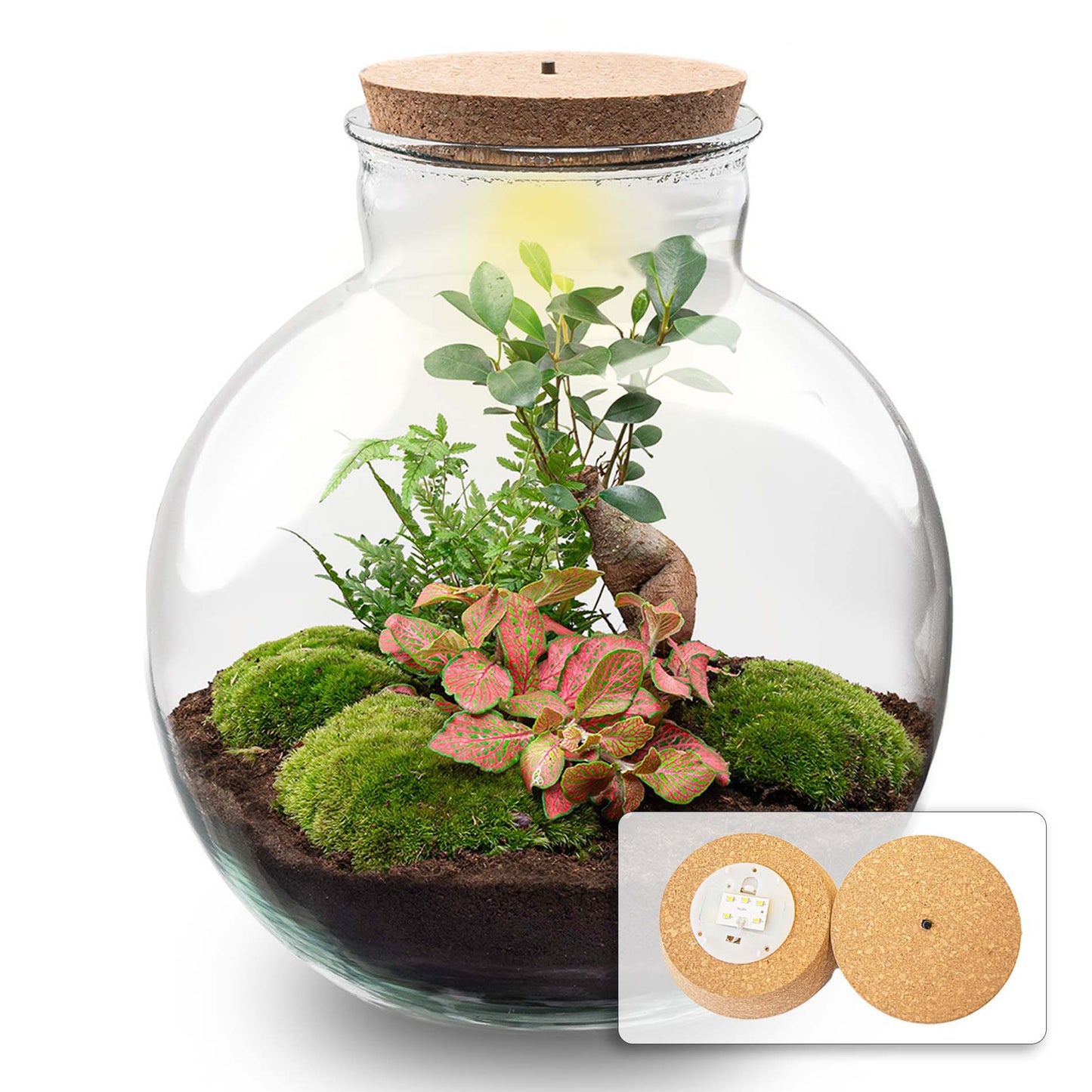 Terrarium-Bastelset – Bolder Bob Bonsai – Flaschengarten – ↑ 30 cm