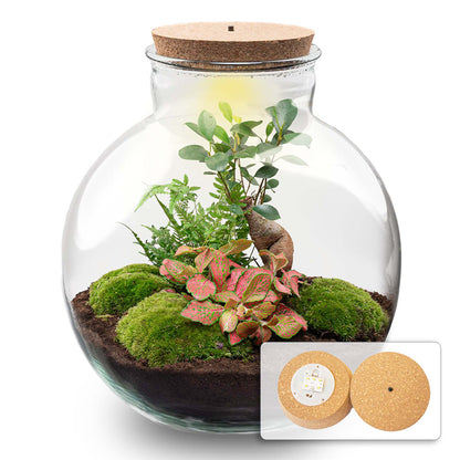 Terrarium-Bastelset – Bolder Bob Bonsai – Flaschengarten – ↑ 30 cm