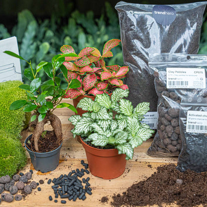 Green bonsai plant terrarium kit by Florazo NL with glass bottle, perfect for DIY miniature garden or flaschengarten display.