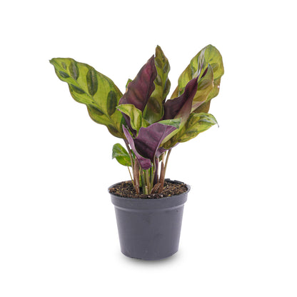 Calathea Lancifolia, also known as Peacock plant, in a pot, suitable for terrarium decor, by Florazo NL.