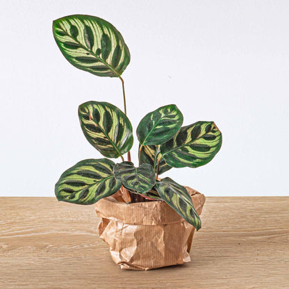Calathea Makoyana, also known as Peacock plant, in a terrarium with vibrant green and patterned leaves, maintained by Florazo NL.