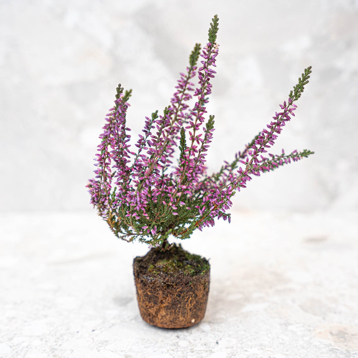 Calluna vulgaris - Callu Nova - Mini