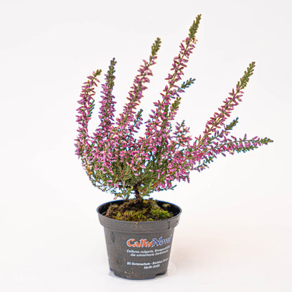 Calluna vulgaris - Callu Nova - Mini
