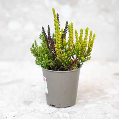 Calluna Vulgaris – Garden Girls „Sunset Girls“ – Mini