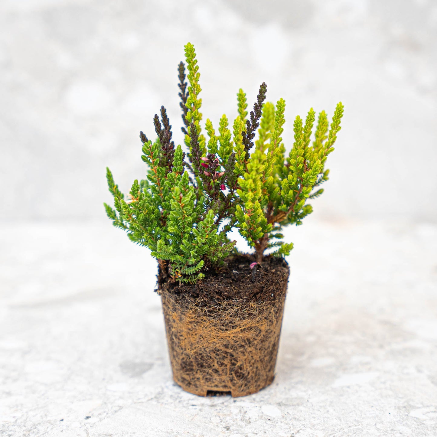 Calluna Vulgaris – Garden Girls „Sunset Girls“ – Mini