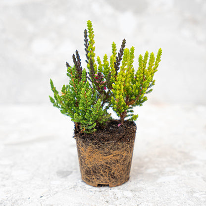 Calluna Vulgaris – Garden Girls „Sunset Girls“ – Mini