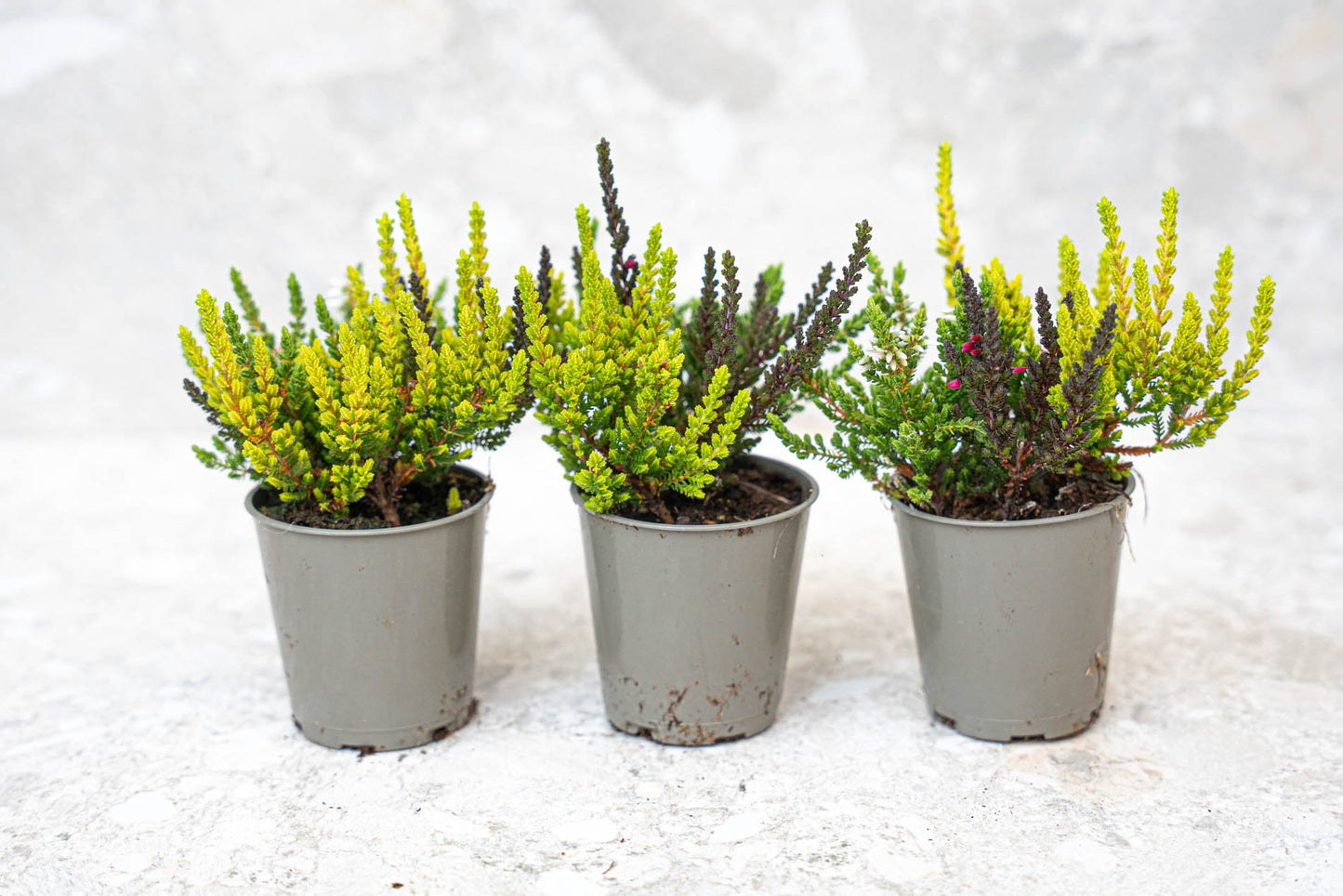 Calluna Vulgaris – Garden Girls „Sunset Girls“ – Mini