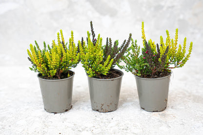 Calluna Vulgaris – Garden Girls „Sunset Girls“ – Mini