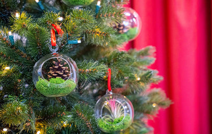 Weihnachtskugel aus Glas – Tillandsien und Rentierflechte