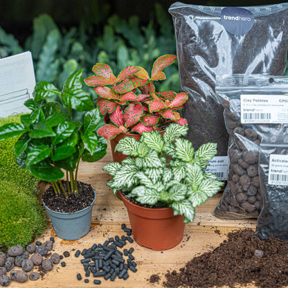 Florazo NL DIY terrarium kit with coffea arabica plant, red, white, and green accents, in a glass bottle for creating a miniature garden.