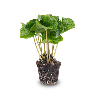 Close-up of a Coffea Arabica coffee plant in a terrarium, showcasing lush green leaves and compact growth.
