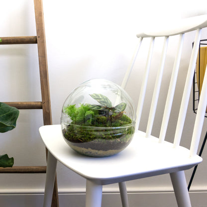 DIY terrarium kit by Florazo NL featuring a glass dome with plants, moss, and decorative elements for creating a mini indoor garden.