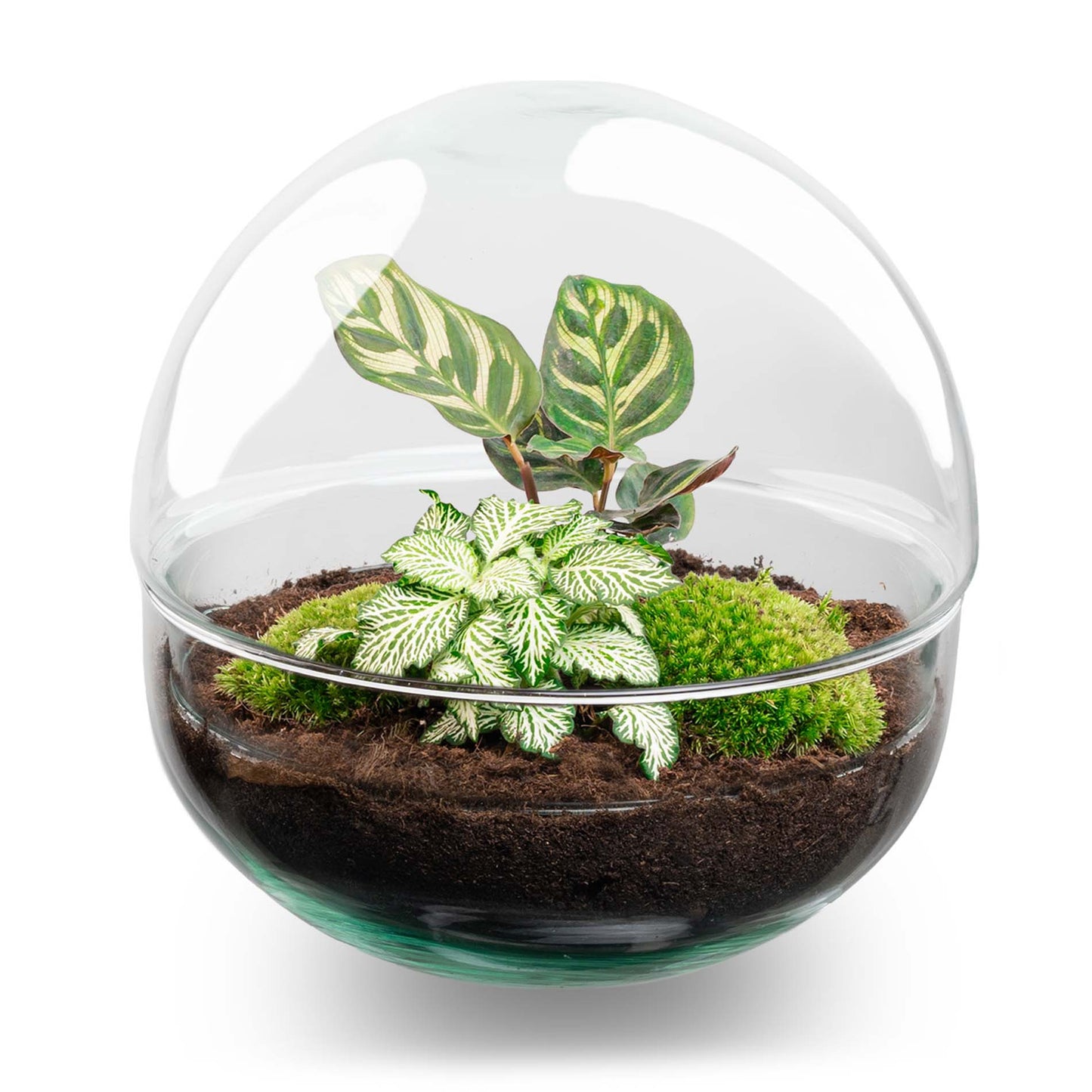 Kuppelförmiges, zweiteiliges, rundes Glasterrarium – Flaschengarten-Bastelset – Ø 20 cm ↑ 20 cm 