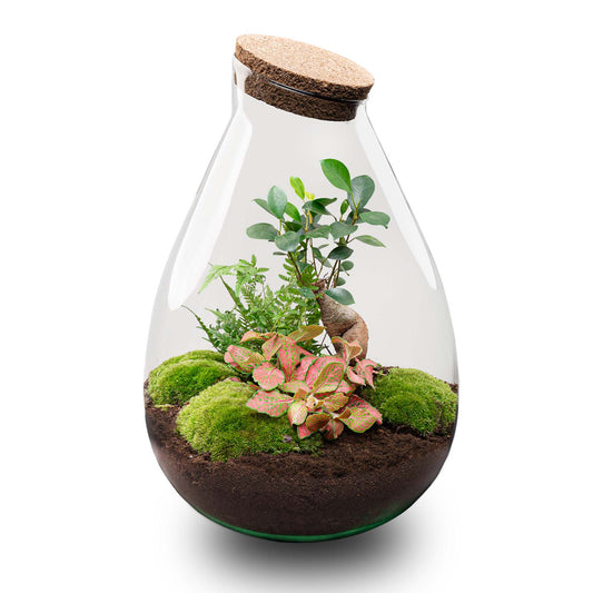 Drop XL Rot – Terrarium mit Korken – Flaschengarten-Bastelset – Ø 24 cm ↑ 37 cm