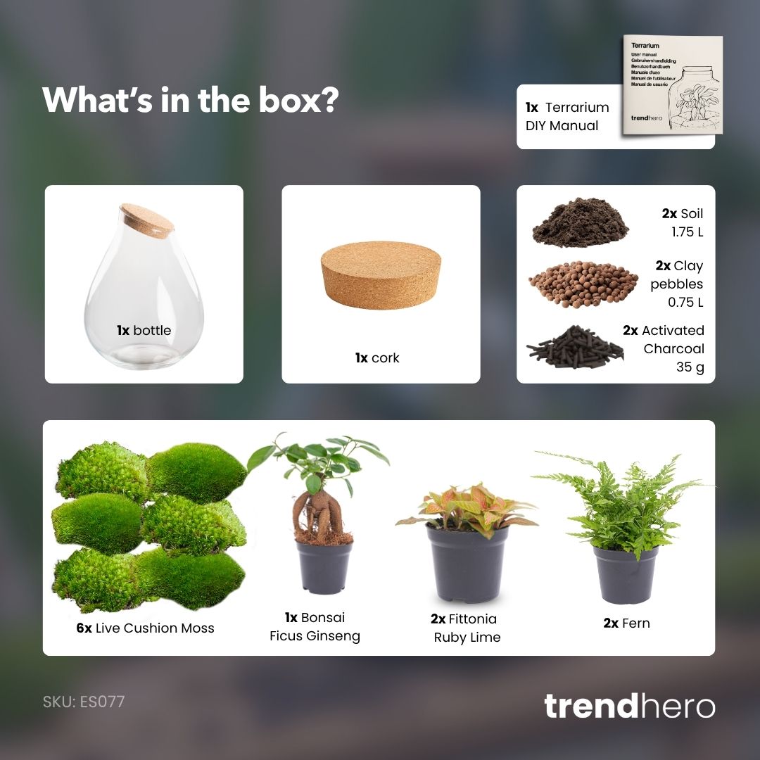 Drop XXL Bonsai – Terrarium mit Korken – Flaschengarten-Bastelset – Ø 34 cm ↑ 43 cm