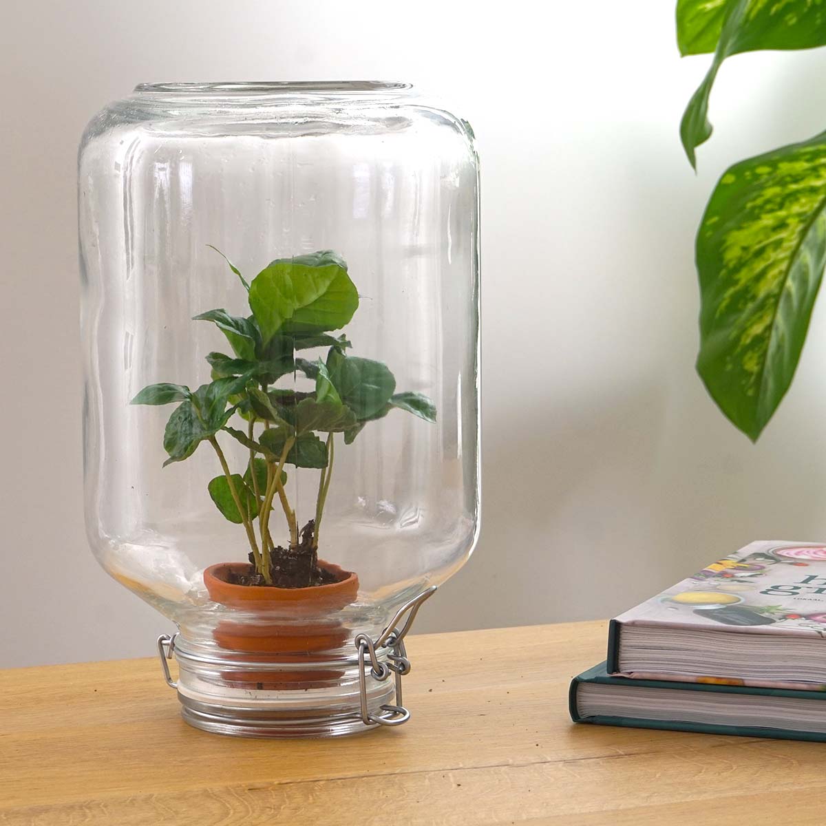 Terrarium-Bastelset – Easyplant – ↑ 28 cm