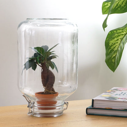 Terrarium-Bastelset – Easyplant – ↑ 28 cm
