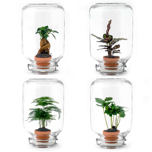 Terrarium-Bastelset – Easyplant – ↑ 28 cm