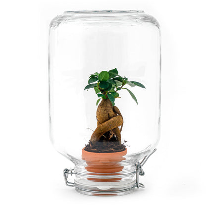 DIY Terrarium Kit by Florazo NL featuring a Ficus Ginseng bonsai plant in a glass container with soil and decorative elements.
