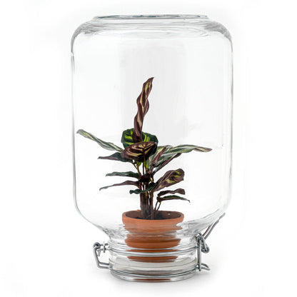 Florazo NL DIY Terrarium Kit with clear glass bottle, lush Calathea plant, soil, and decorative stones for creating a mini garden.