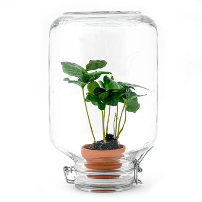 Terrarium-Bastelset – Easyplant – ↑ 28 cm