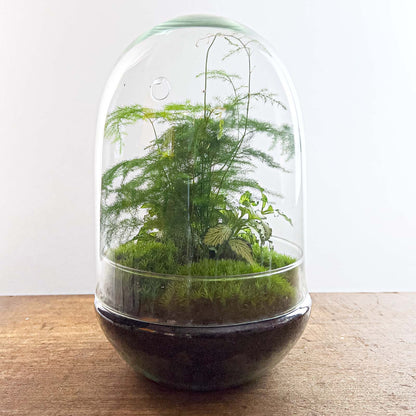 DIY terrarium kit by Florazo NL featuring a glass egg-shaped container with Fittonia and asparagus plants inside.