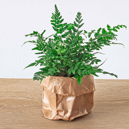A lush green Athyrium spicatum fern houseplant with delicate fronds, cultivated by Florazo NL.