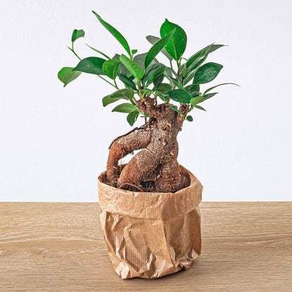 Ficus microcarpa Ginseng-Bonsai - ↑20 cm