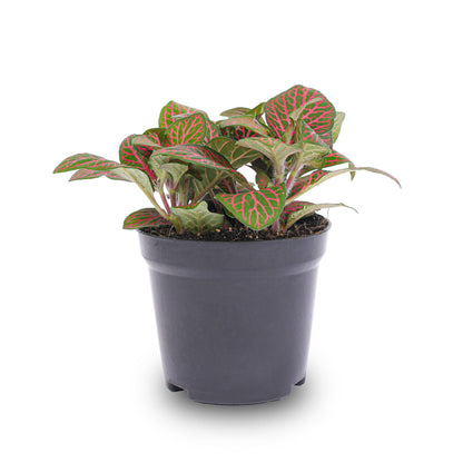 Red Fittonia plant in a pot, terrarium plant from Florazo NL with vibrant red foliage.