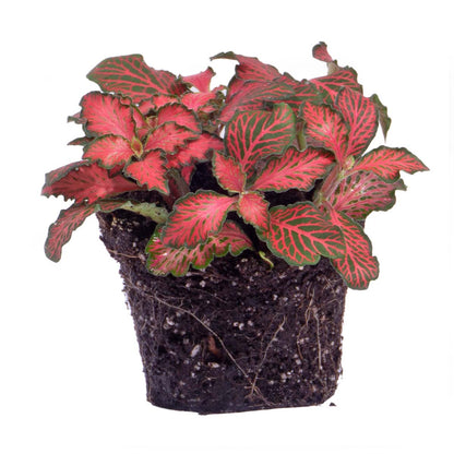 Red Fittonia plant in a glass terrarium, vibrant foliage, from Florazo NL, perfect for indoor terrarium decoration.
