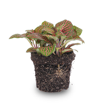 Red Fittonia terrarium plant by Florazo NL, showcasing vibrant foliage in a small glass terrarium setting.