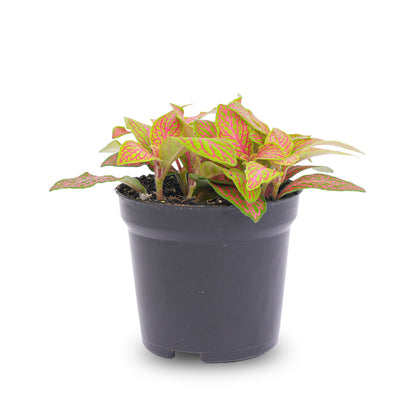 Fittonia Orange terrarium plant in a lime pot by Florazo NL, showcasing vibrant orange and green foliage.