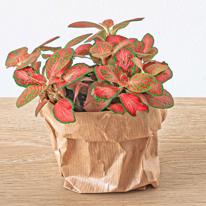 Fittonia Orange terrarium plant by Florazo NL with vibrant orange, green, and red foliage in a lush, decorative setting.