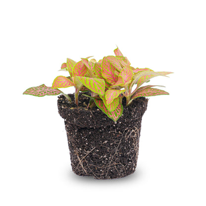 Fittonia Orange terrarium plant by Florazo NL with vibrant orange and green foliage, suitable for indoor decorative terrariums.