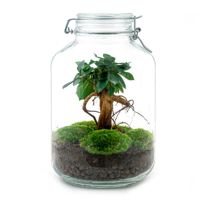 Glass jar terrarium with bonsai plants, DIY Florazo NL terrarium kit, showcasing lush green foliage inside a clear glass container.