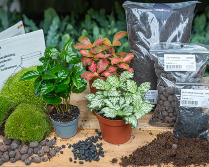 DIY Florazo NL terrarium kit with a glass bottle, green plants, and coffee plant, perfect for creating a stylish indoor garden.