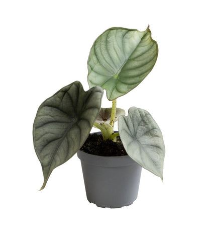 MM-LUN46 - 0