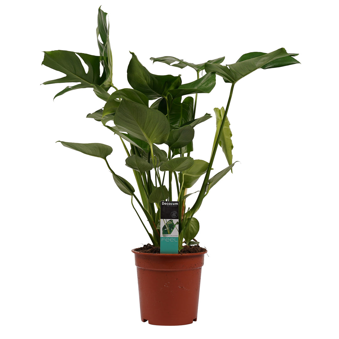 MM-PERS6 - 0