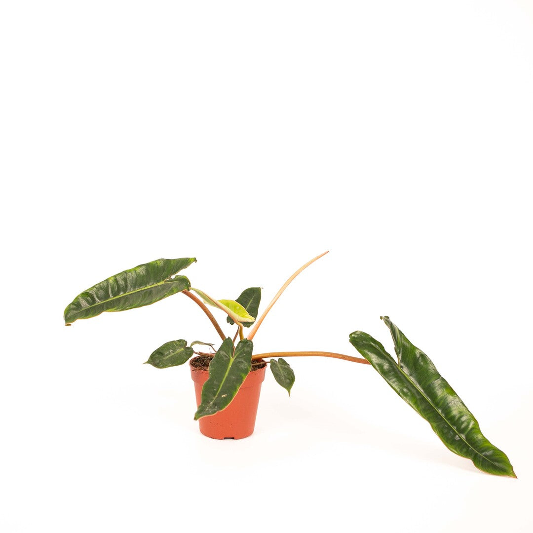 MM-MOS50 - 0