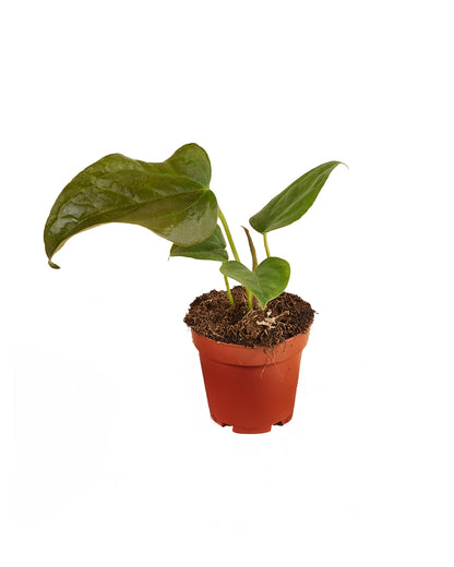 MM-MEC-0505 - 0