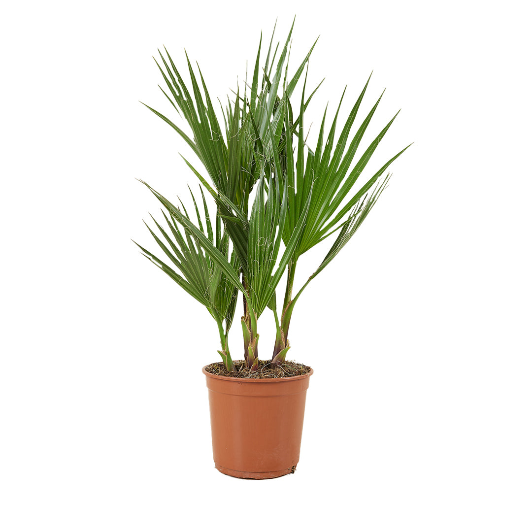 MM-MEC-0706 - 0