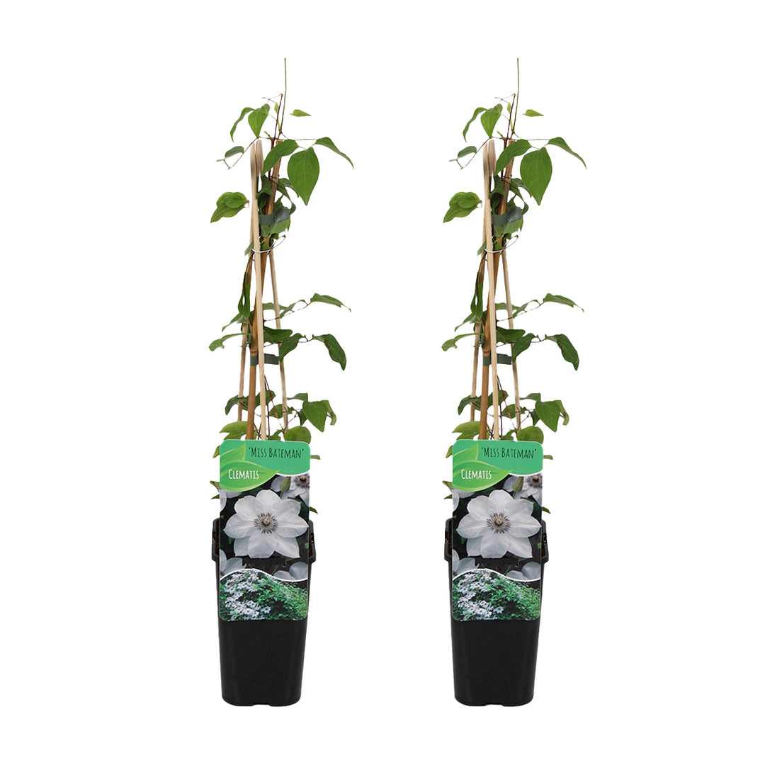 MM-MEC-0822 - 0