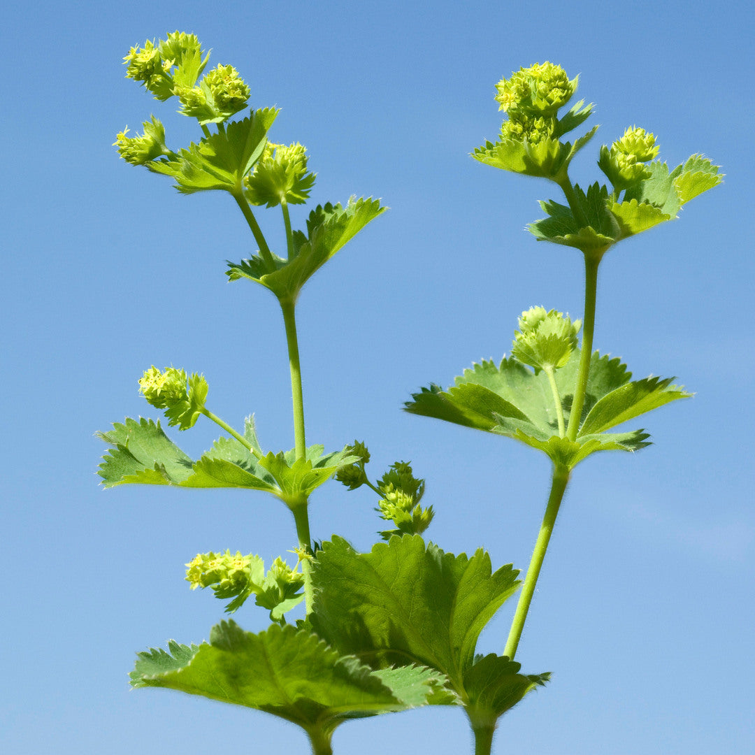 MM-MEC-0931 - 1