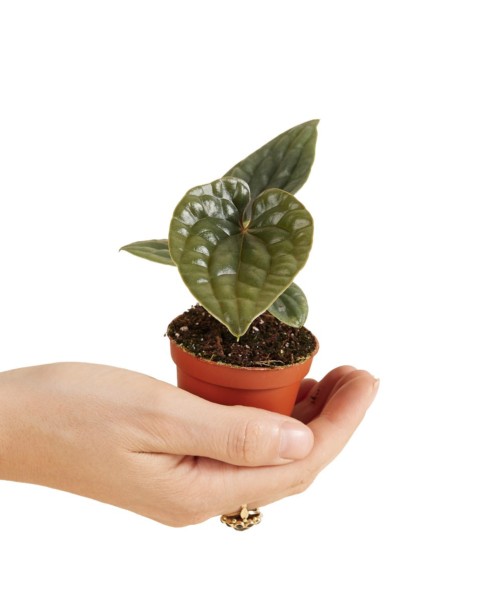 MM-MEC-1138 - 0