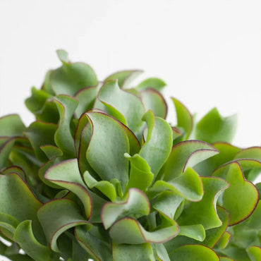 MM-MEC-1275 - 1