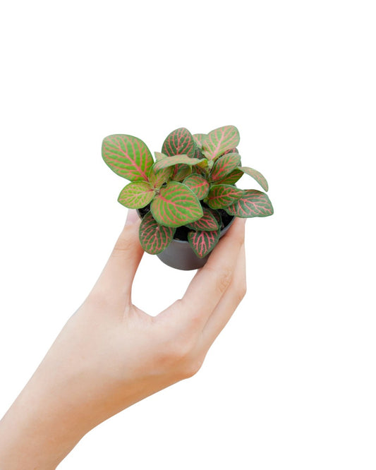 MM-MEC-1306 - 0
