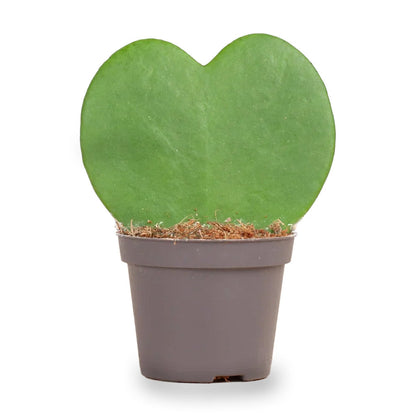 Hoya Kerrii heart-shaped plant in a 6 cm pot, measuring 10 cm tall, from Florazo NL, with vibrant green leaves.