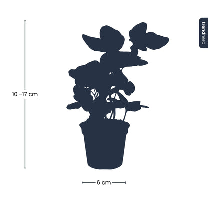 Hedera helix - Ø 6 cm - Zimmerpflanze &amp; Terrarienpflanze
